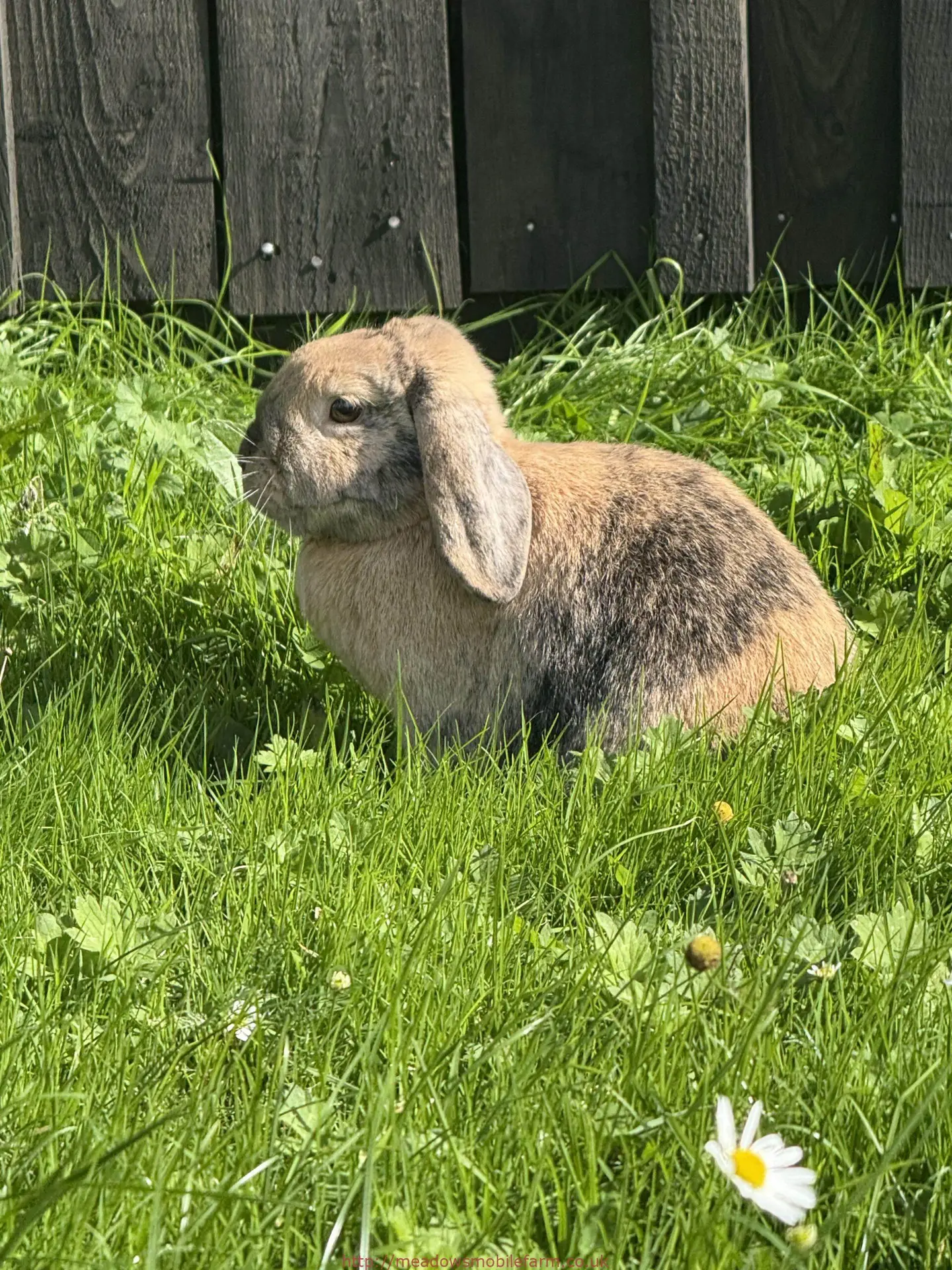 Bugsy Bunny in a field of grass
