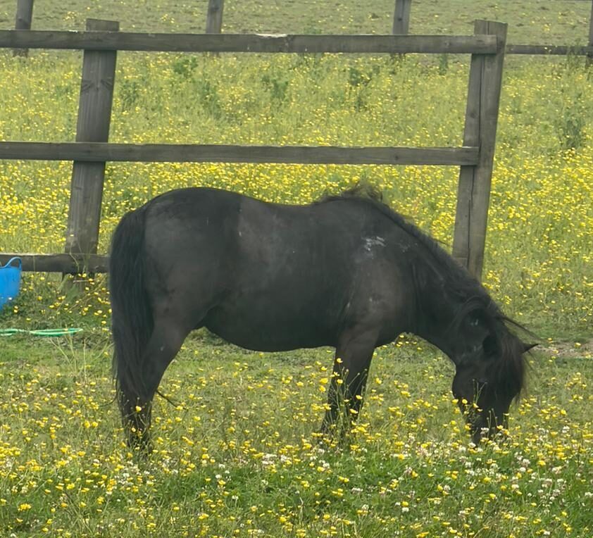 Dillon Pony