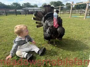 Louie with Aubrey the Turkey - Meadows Mobile Farms FAQs