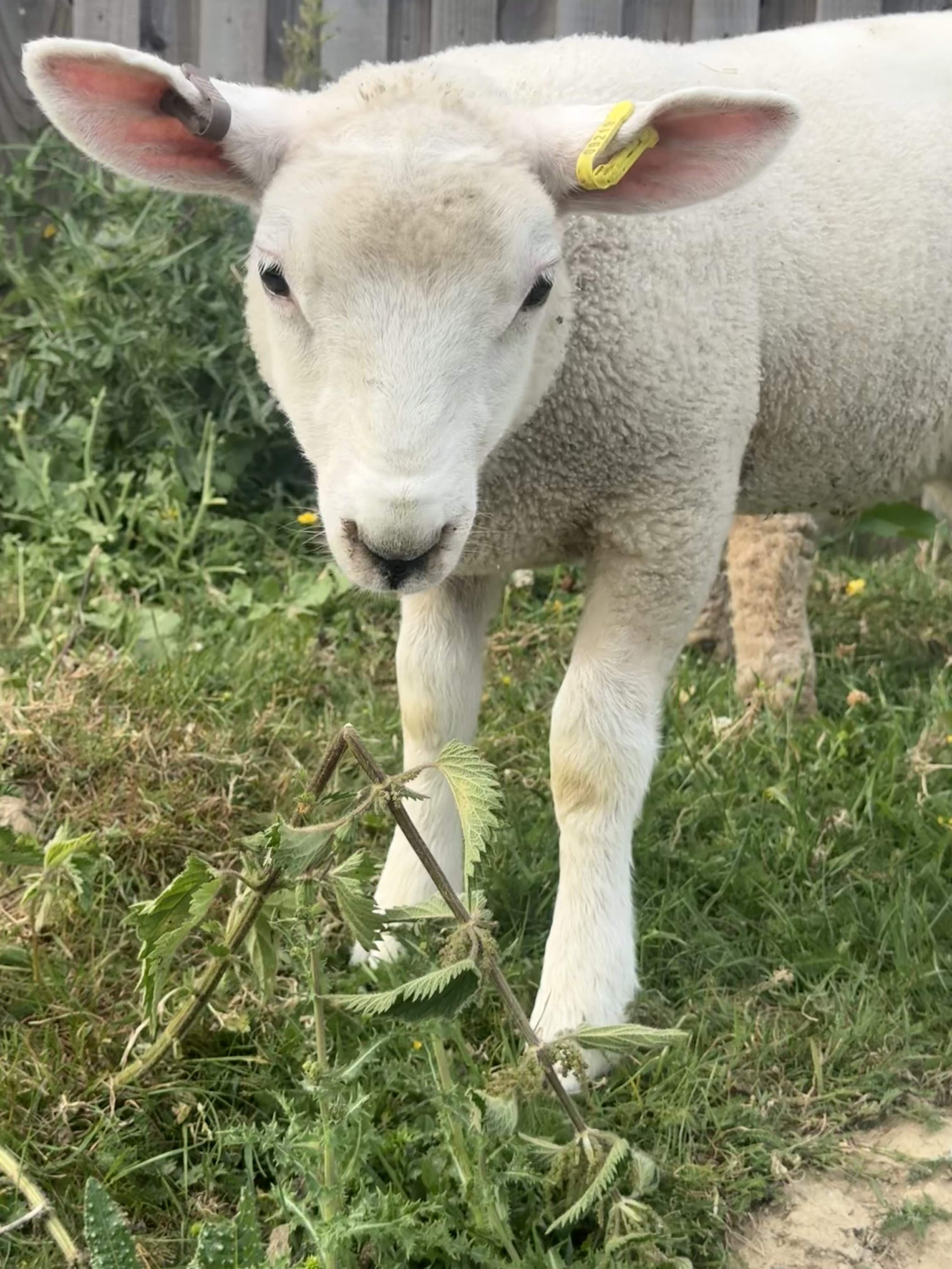 Peep the Lamb