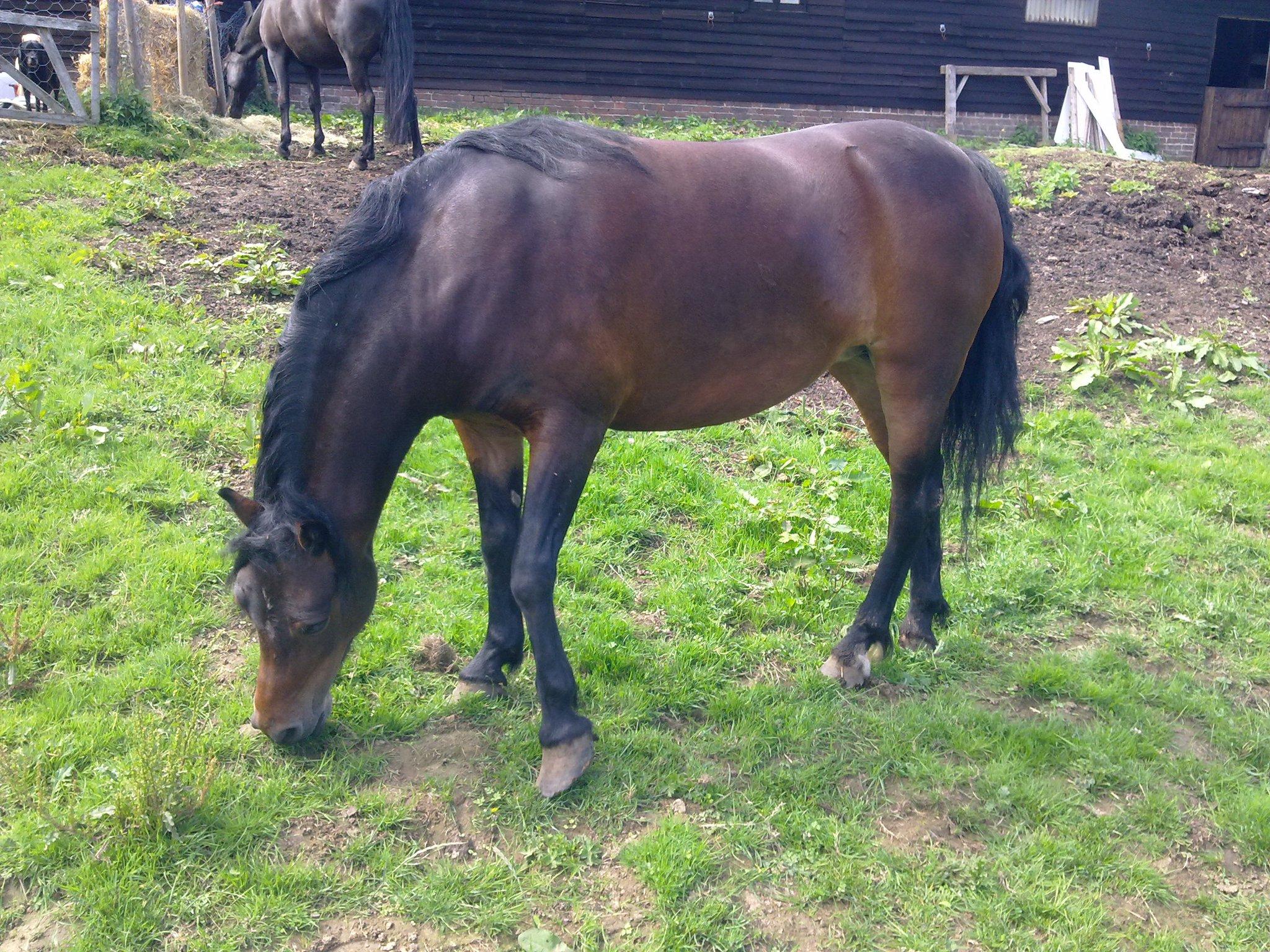 Tilly the Pony