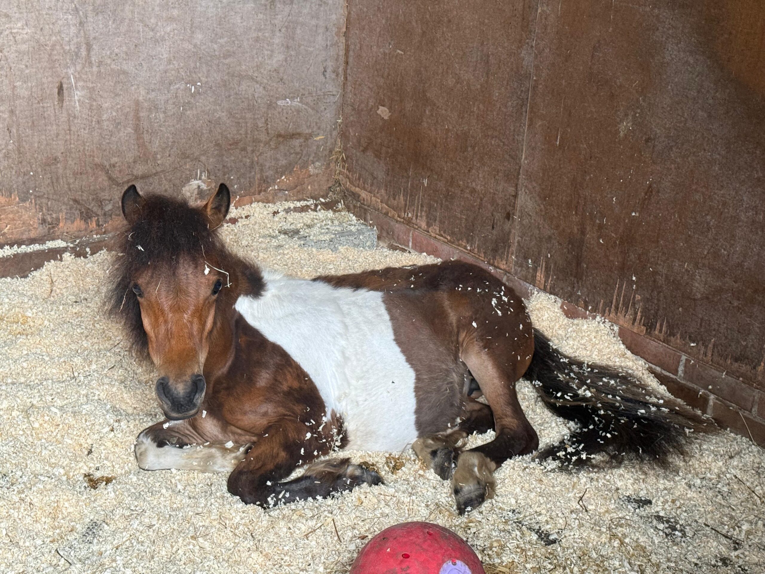 Willow the Miniature Pony