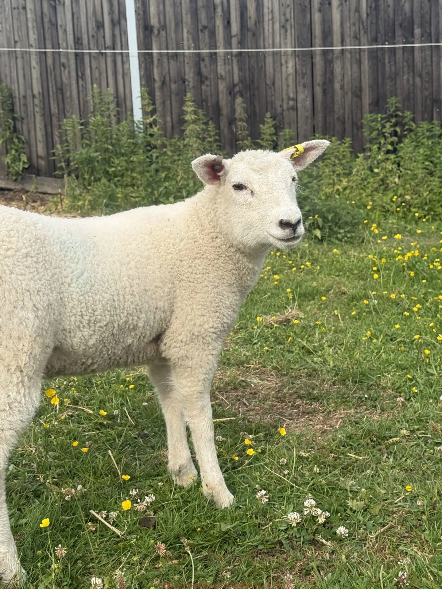 Lamb