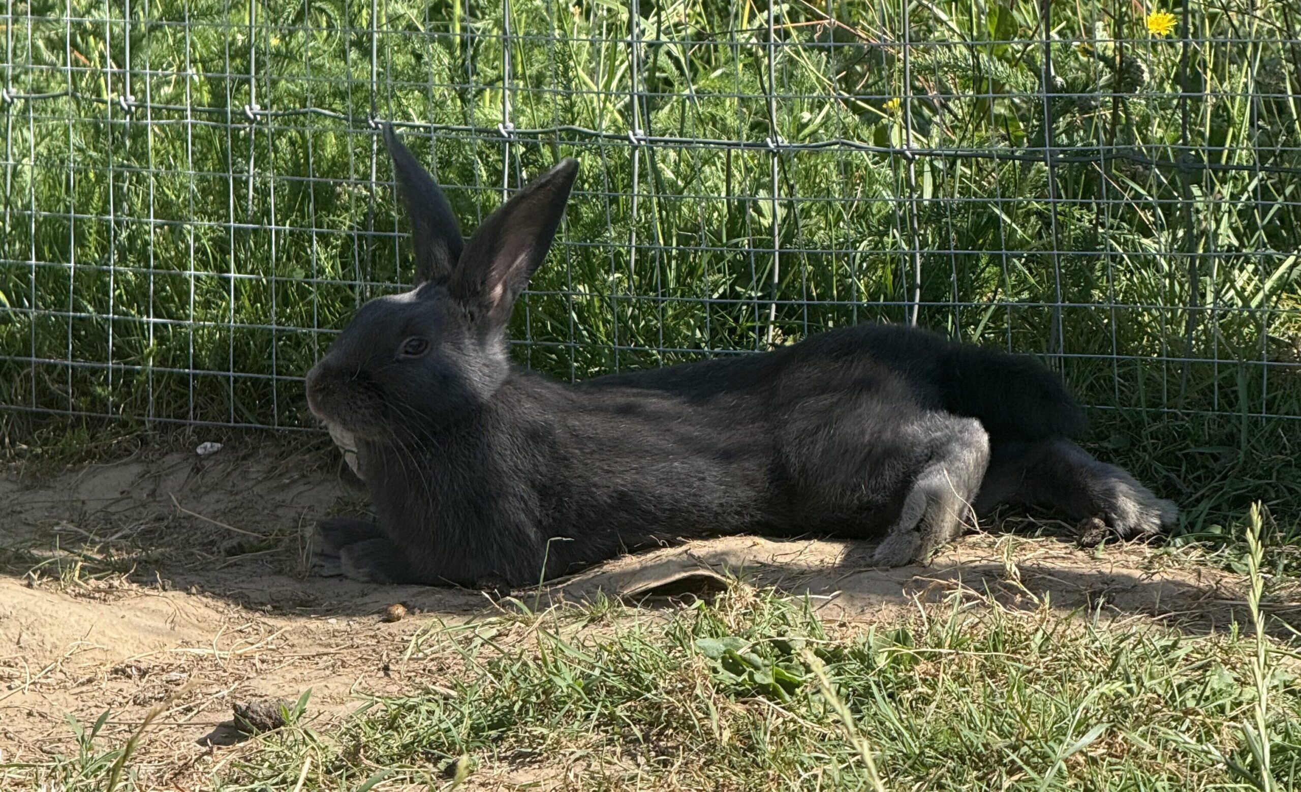 Blue the bunny