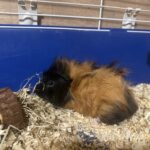 Steve the Guinea Pig