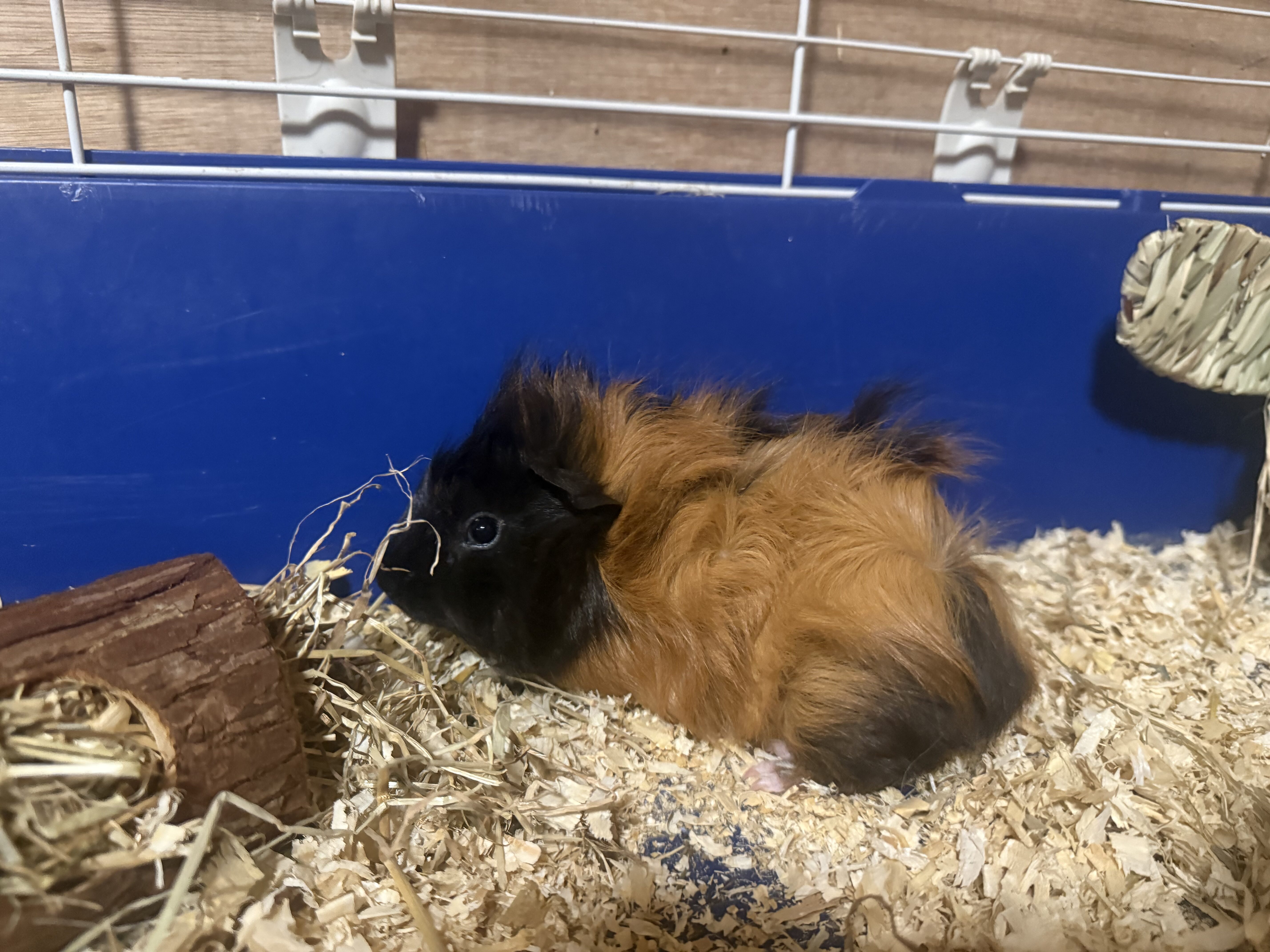 Steve the Guinea Pig