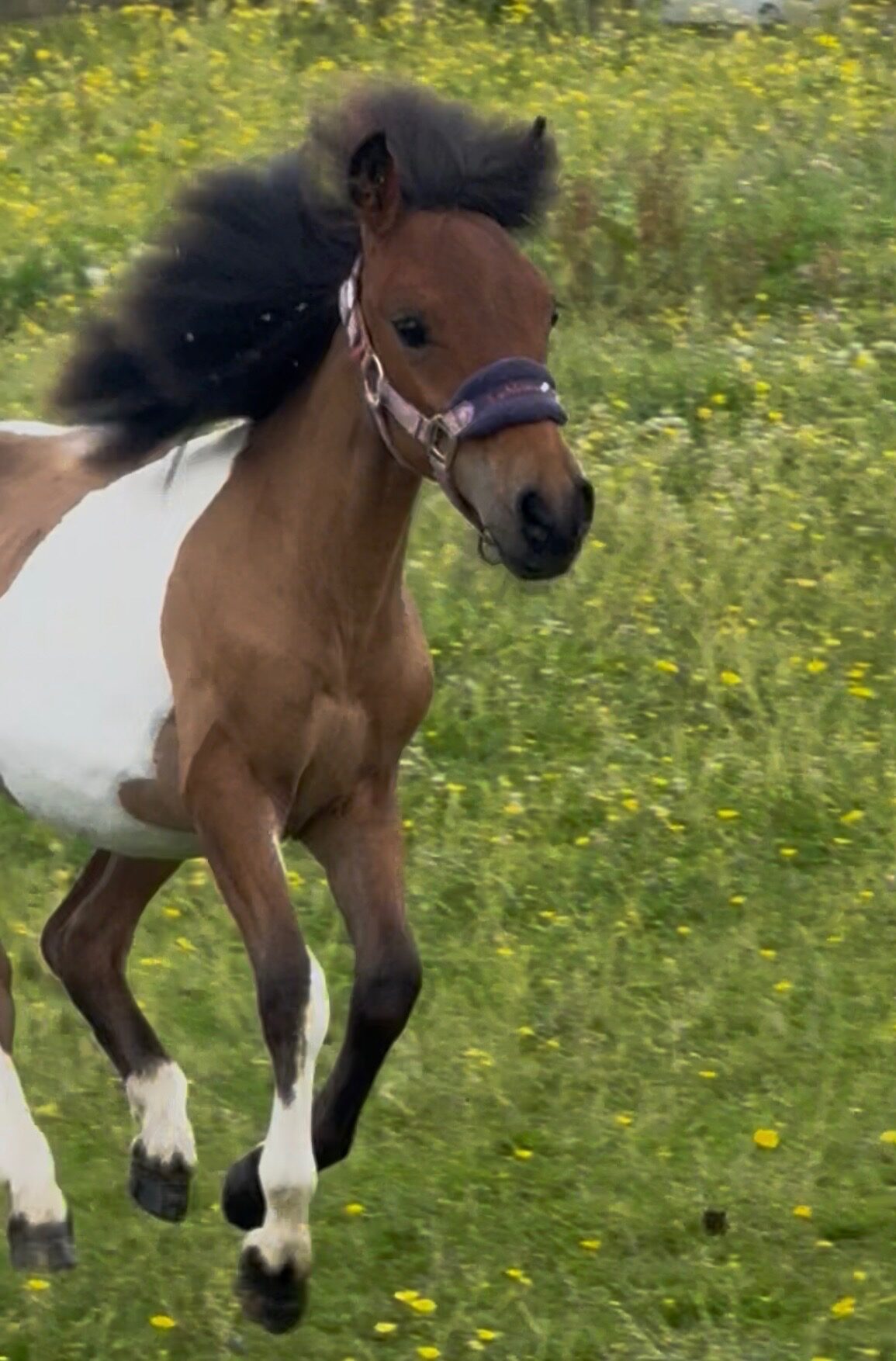 Willow the Pony